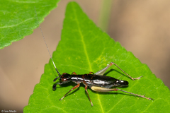 Cranistus colliurides