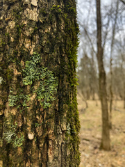 Phaeophyscia leana
