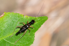 Cranistus colliurides