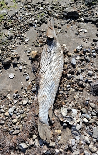 Alligator gar (Atractosteus spatula) — Lepisosteidae
