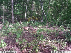 Sylvilagus cunicularius insolitus
