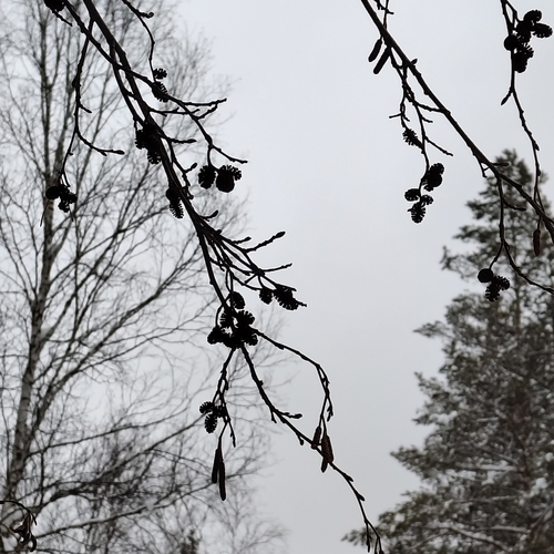 Grey alder