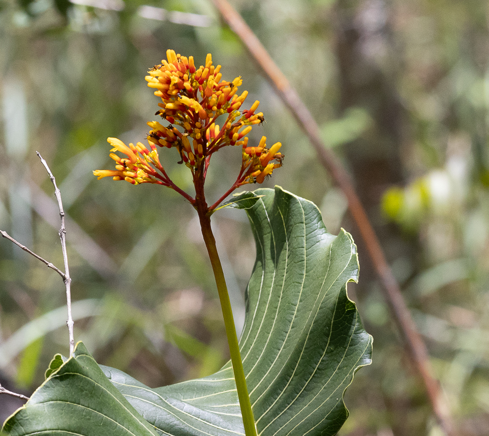 Palicourea rigida