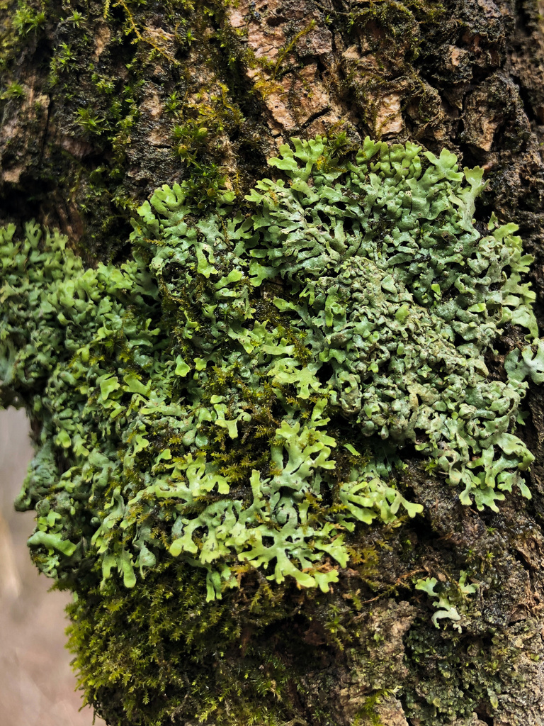 Lea's Bog Lichen