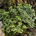 Lea's Bog Lichen - Photo (c) Andrew Lane Gibson, some rights reserved (CC BY-NC), uploaded by Andrew Lane Gibson