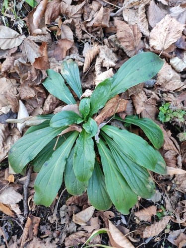 Rusty Foxglove (Digitalis ferruginea)