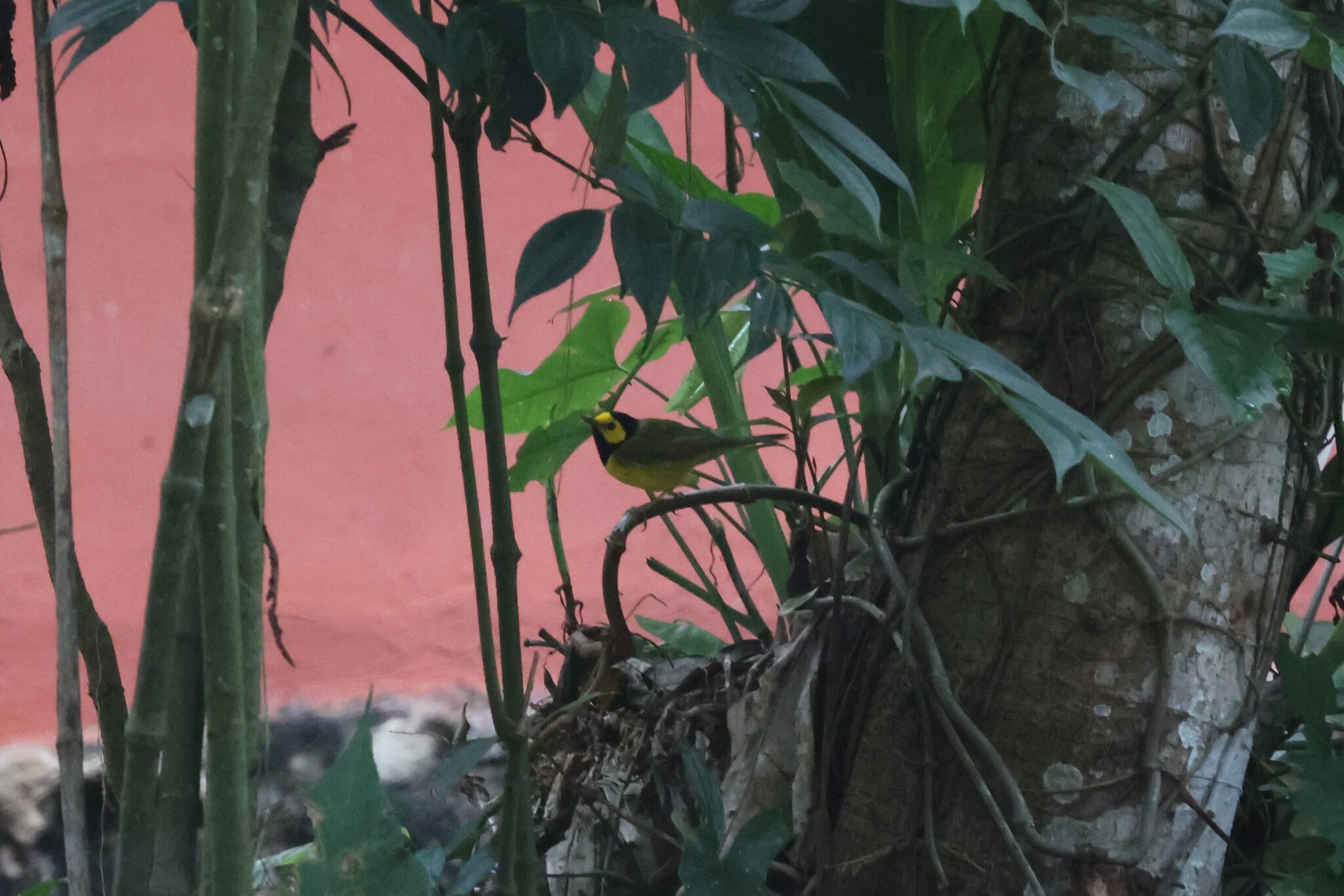 Hooded Warbler (Setophaga citrina), photo 2