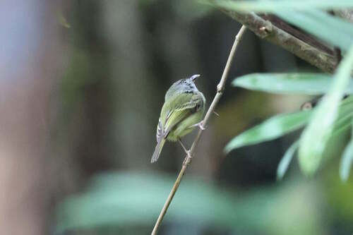 Northern Bentbill (Oncostoma cinereigulare), photo 2
