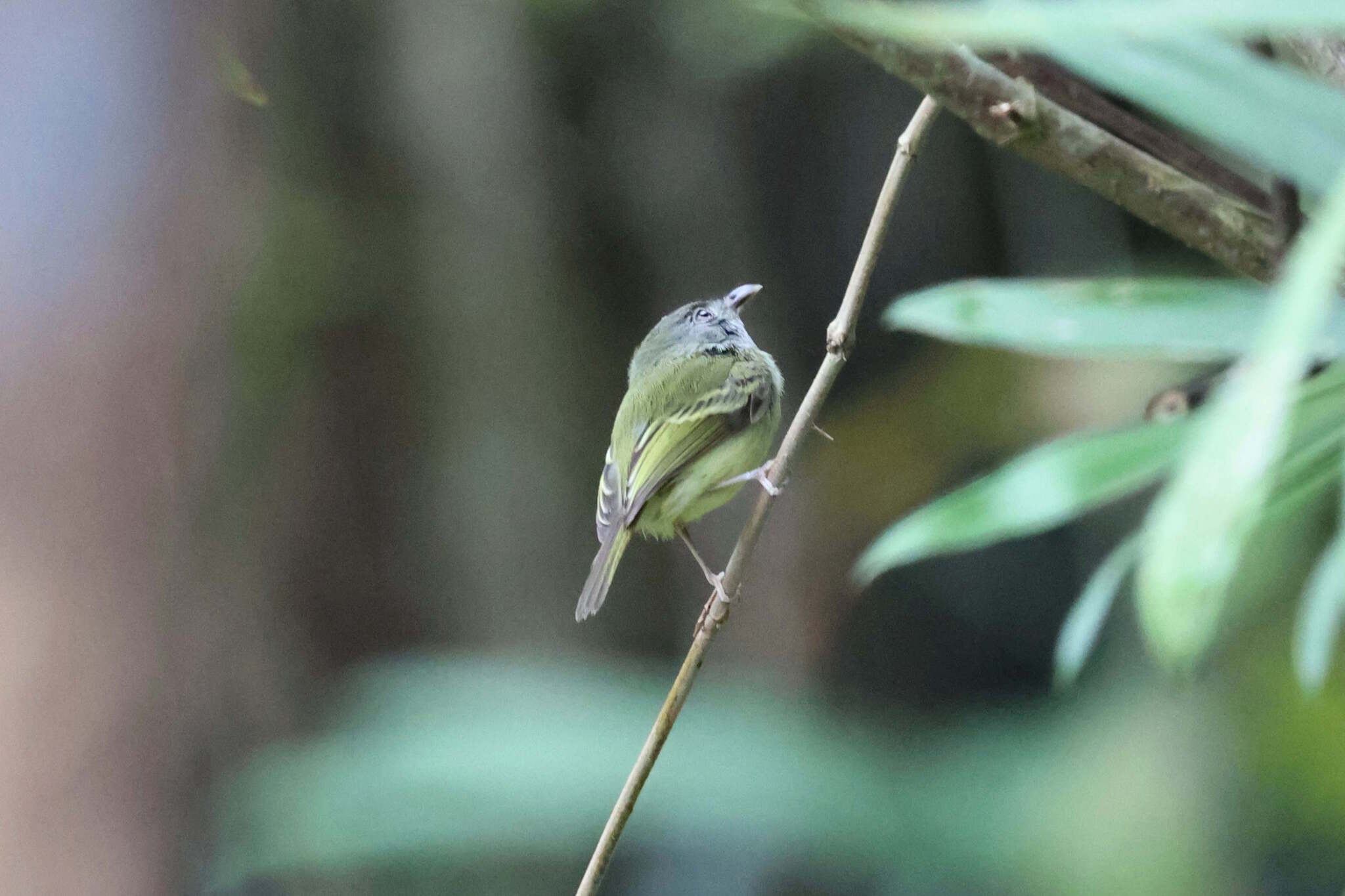Northern Bentbill (Oncostoma cinereigulare), photo 2