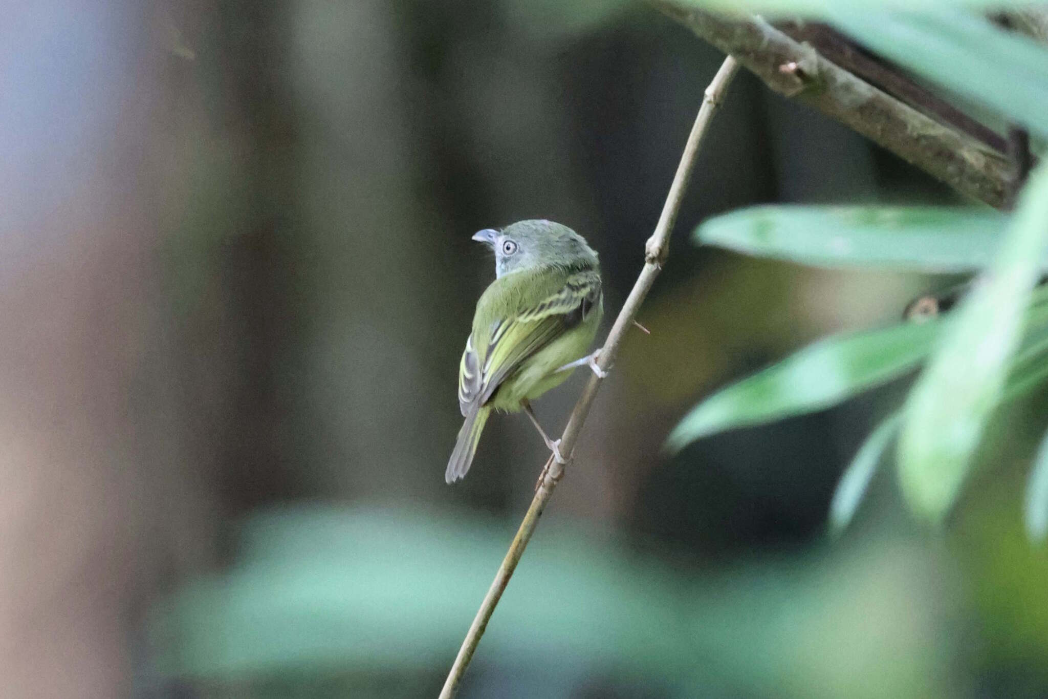 Northern Bentbill (Oncostoma cinereigulare), photo 1