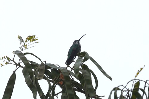 Green-breasted Mango (Anthracothorax prevostii)