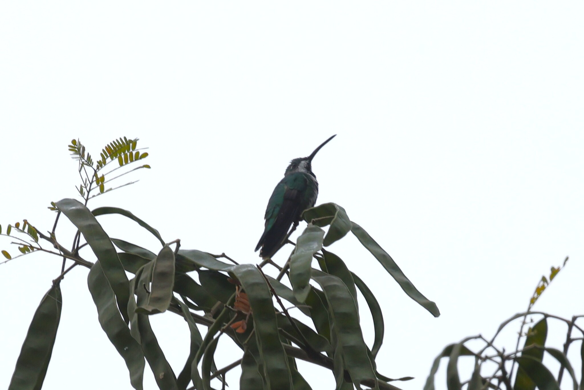 Green-breasted Mango (Anthracothorax prevostii), photo 1