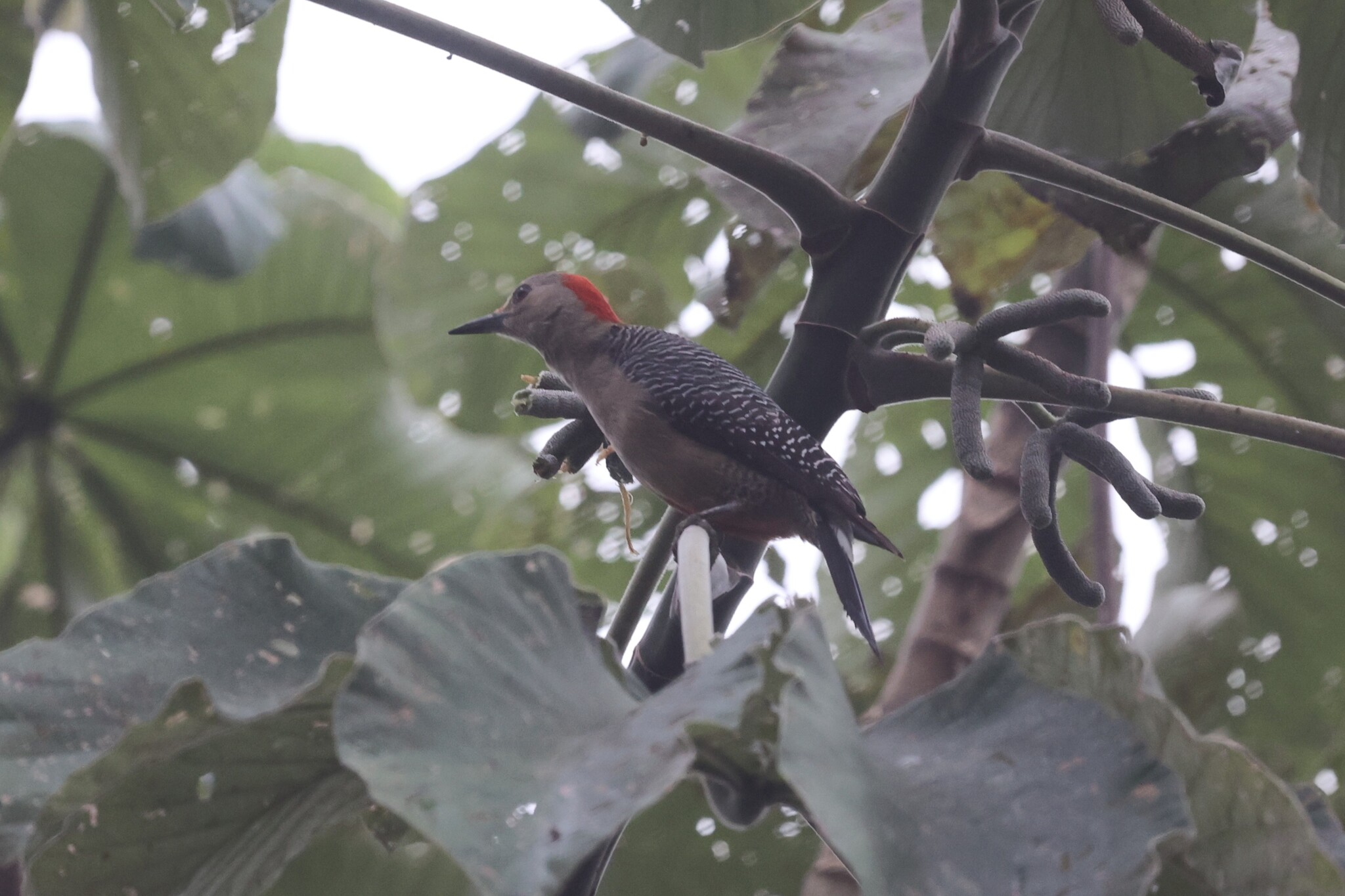 Golden-fronted Woodpecker (Melanerpes aurifrons), photo 1