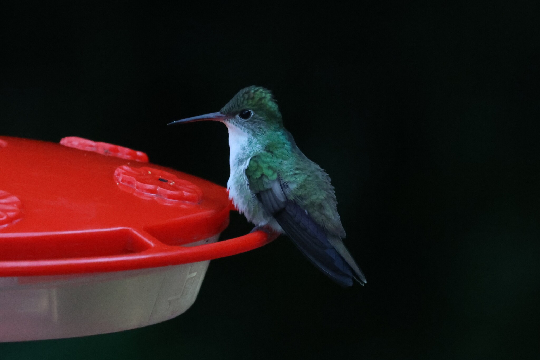 White-bellied Emerald (Chlorestes candida), photo 3