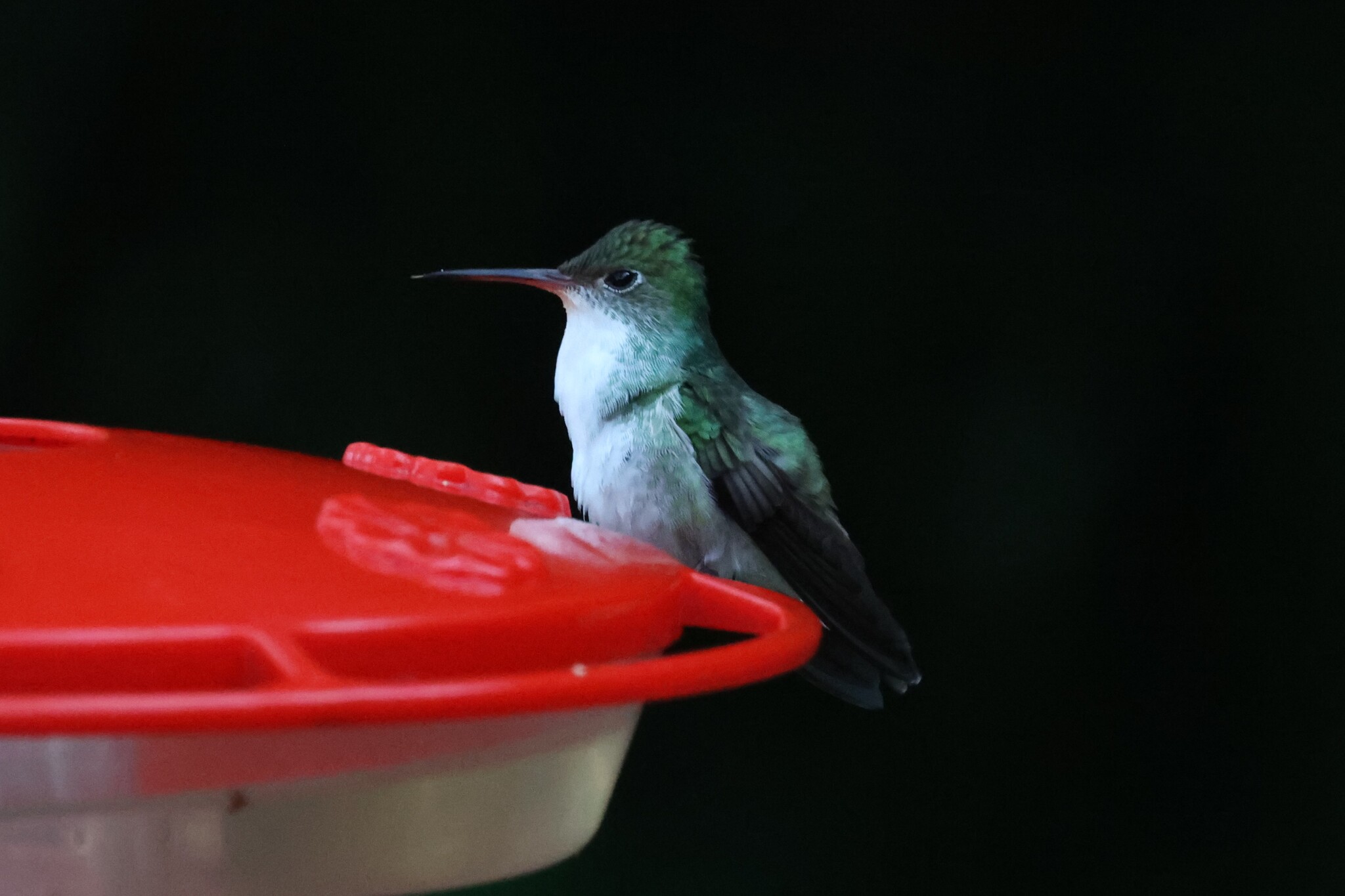 White-bellied Emerald (Chlorestes candida), photo 1