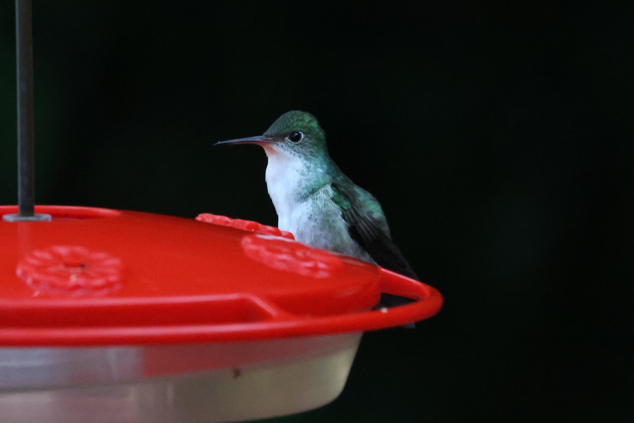 White-bellied Emerald (Chlorestes candida), photo 2