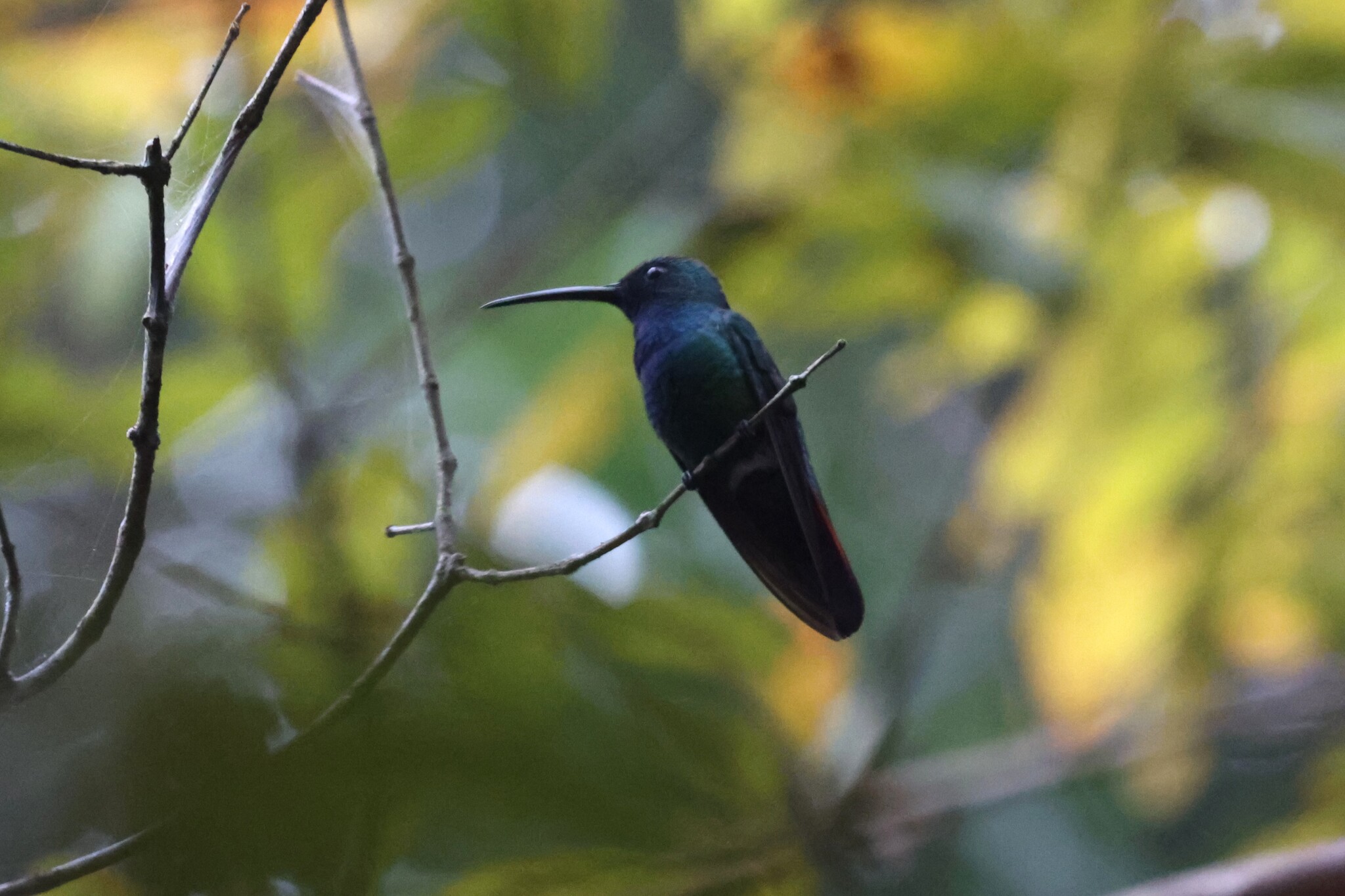 Green-breasted Mango (Anthracothorax prevostii), photo 3