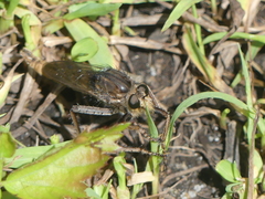 Proctacanthus philadelphicus