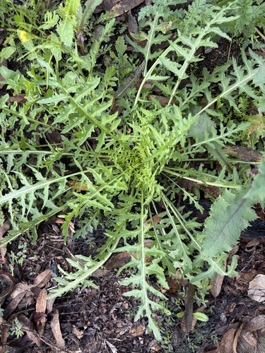 iNaturalist observation photo of London rocket