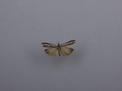 Orocrambus flexuosellus