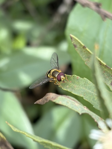 iNaturalist observation photo of Black-margined Flower Fly