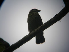 Ampelioides tschudii