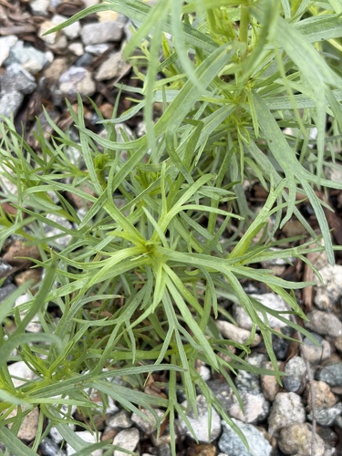 iNaturalist observation photo of Tarragon