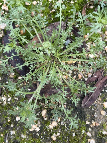 iNaturalist observation photo of Pepperweeds