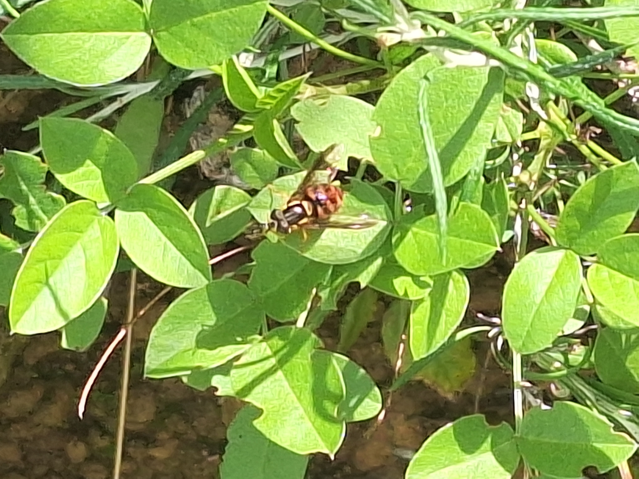 Chrysotoxum triarcuatum