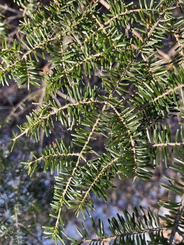 Canada balsam