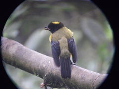 Anisognathus notabilis