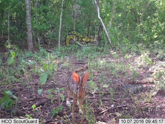 Sylvilagus cunicularius insolitus