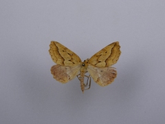 Ischalis variabilis