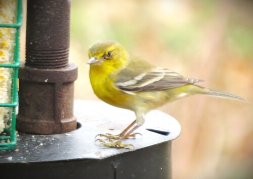 Pine Warbler (Setophaga pinus)