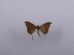 Sarisa muriferata