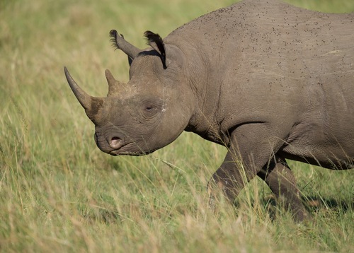 Rhinoceros