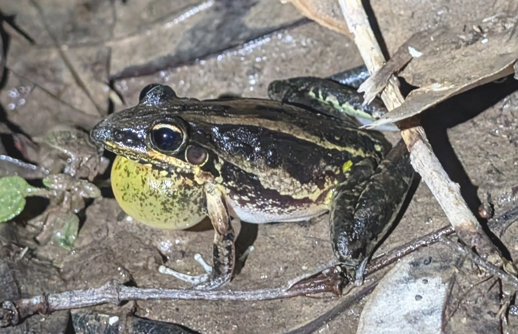 Litoria nasuta (Gray, 1842)