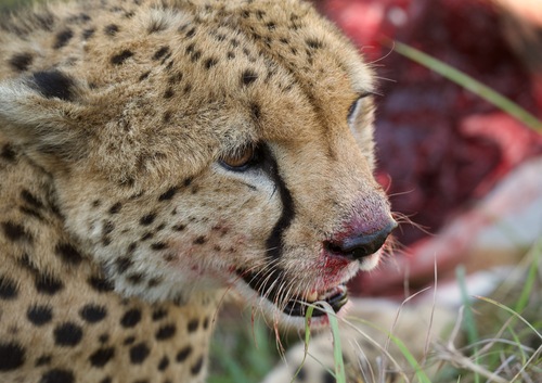 Cheetah