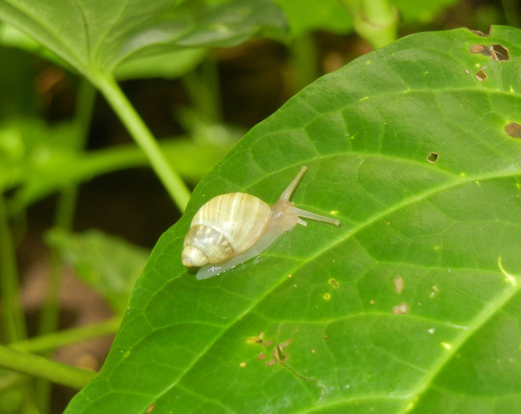 Polynesian Tree Snails