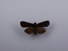 Austramathes purpurea