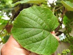 Vitis tiliifolia