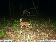 Sylvilagus cunicularius insolitus