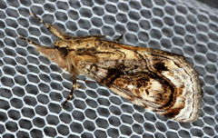Zalissa catocalina