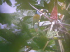 Andigena laminirostris