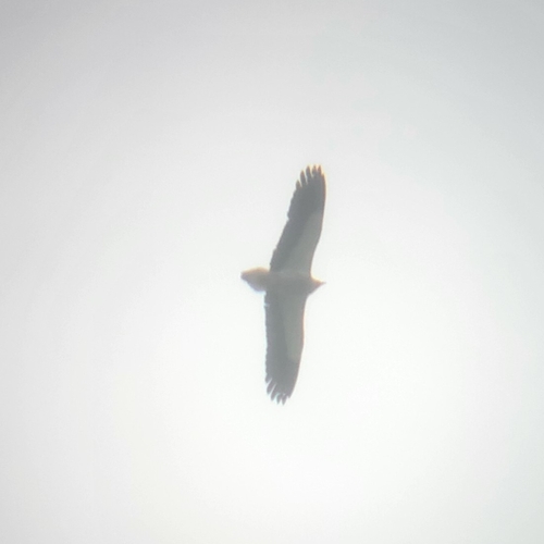 Egyptian Vulture