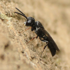 Passaloecus