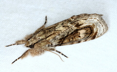 Zalissa catocalina