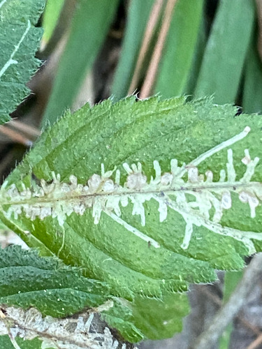 Unknown species found near Alden Bridge, The Woodlands, TX, USA