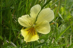 Viola lutea
