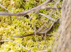 Pseudemoia cryodroma